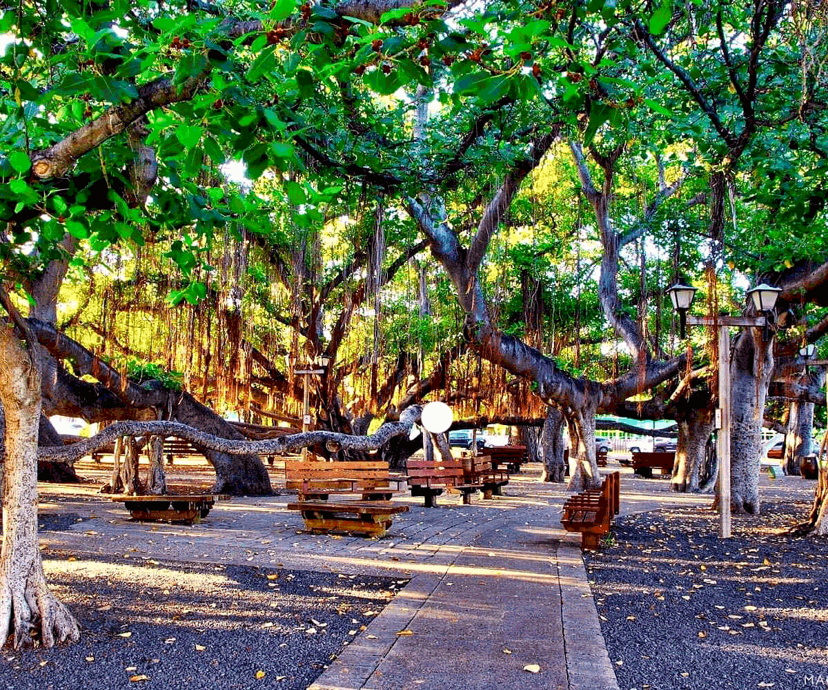 Aloha Lāhainā Banyan